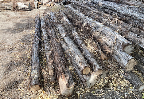 We stock various sizes of posts rare for their length and diameter!