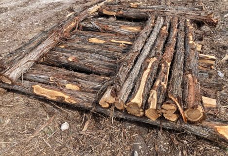 Hand picked 7' posts with 12-15" minimum circumference